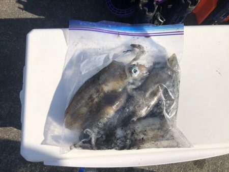 遊漁船高橋 釣果