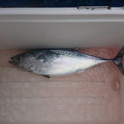 清和丸 釣果