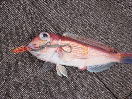 ARCADIAⅡ (アルカディアⅡ) 釣果