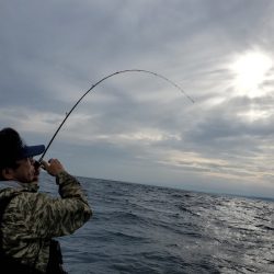 シーライオン 釣果