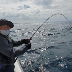 シーライオン 釣果