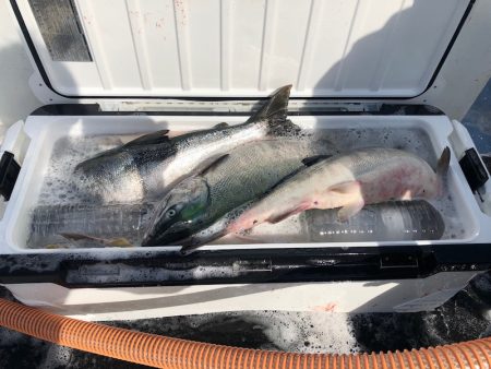 第二　つれたか丸 釣果