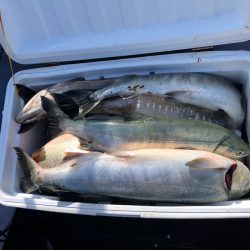 第二　つれたか丸 釣果