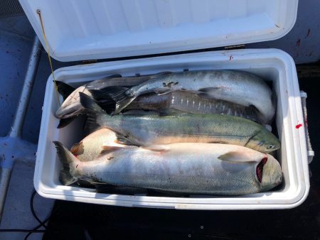 第二　つれたか丸 釣果