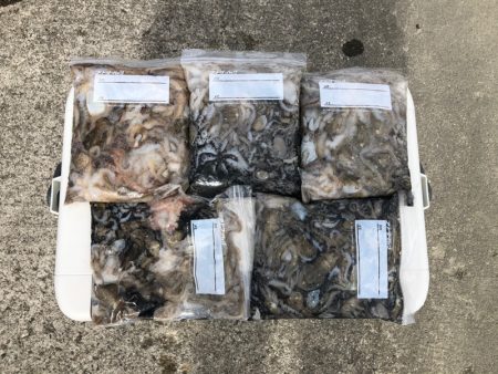 遊漁船高橋 釣果