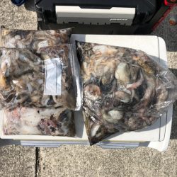 遊漁船高橋 釣果