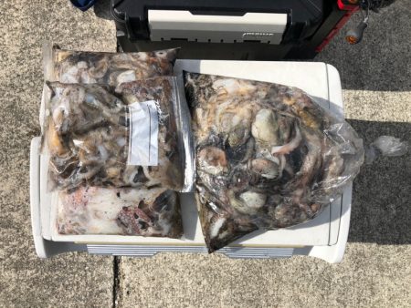 遊漁船高橋 釣果