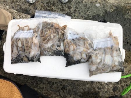 遊漁船高橋 釣果