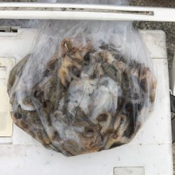 遊漁船高橋 釣果