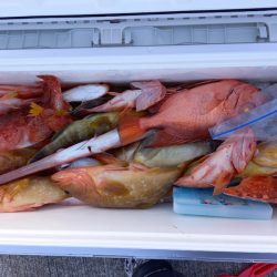 第二龍勢丸 釣果