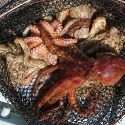 遊漁船 家入 釣果