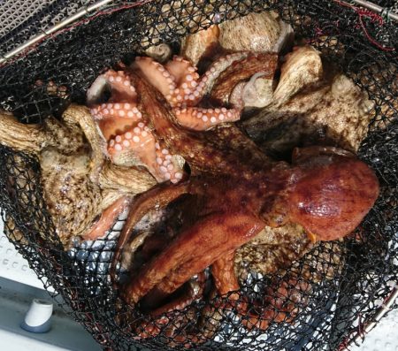 遊漁船　家入 釣果