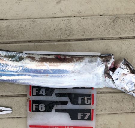 フィッシング　キッタカ 釣果