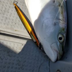 サンマリン 釣果