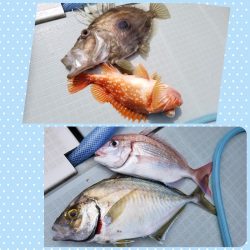 アマテラス 釣果