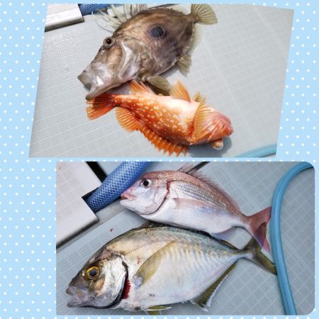 アマテラス 釣果