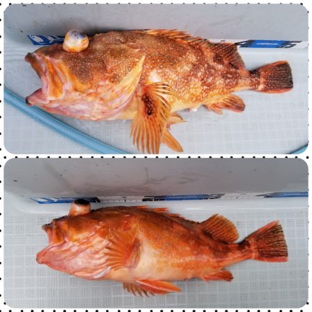 アマテラス 釣果