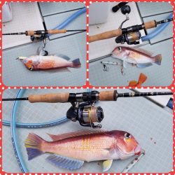 アマテラス 釣果