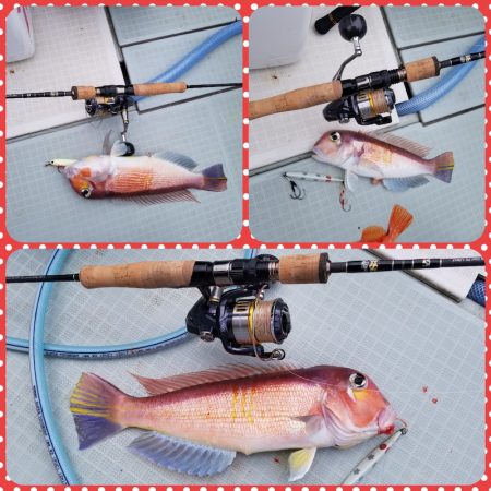 アマテラス 釣果