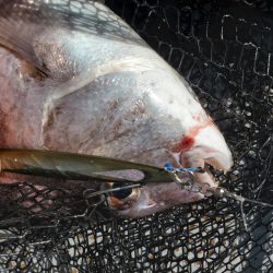 サンマリン 釣果