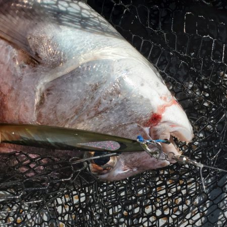 サンマリン 釣果