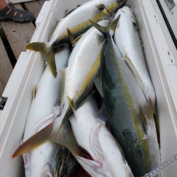 サンマリン 釣果