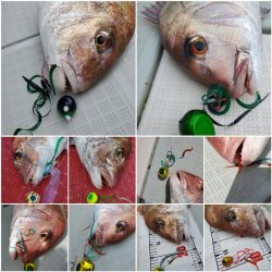 シーライオン 釣果