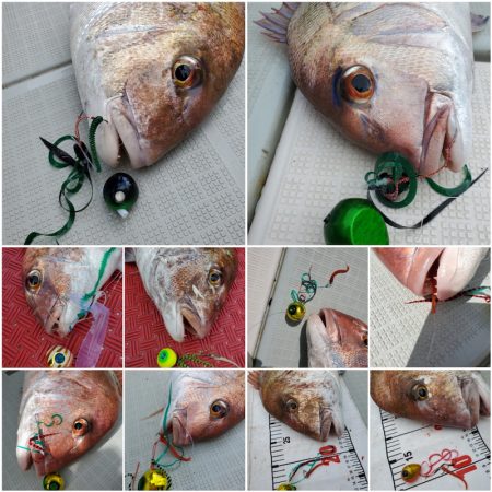 シーライオン 釣果