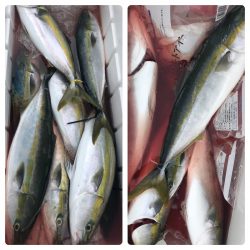 ビッグファイター 釣果