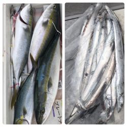 ビッグファイター 釣果