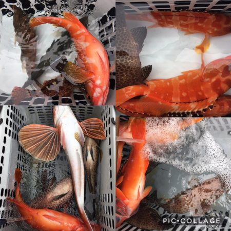 渡船屋たにぐち 釣果