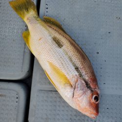 サンマリン 釣果