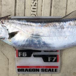 フィッシング キッタカ 釣果