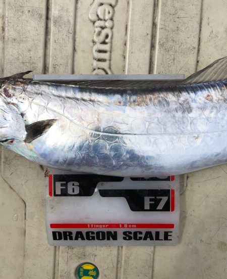 フィッシング キッタカ 釣果