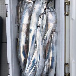 フィッシング キッタカ 釣果