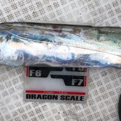 フィッシング キッタカ 釣果