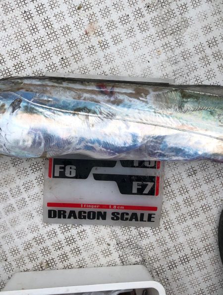 フィッシング キッタカ 釣果