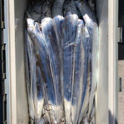 フィッシング　キッタカ 釣果