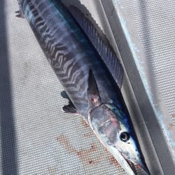 渡船屋たにぐち 釣果