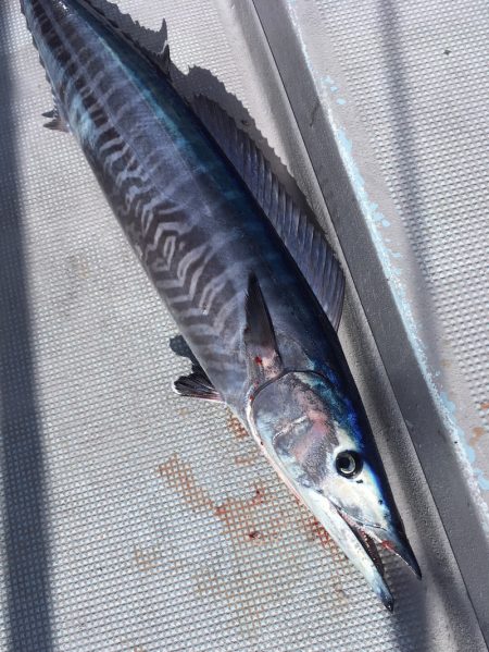 渡船屋たにぐち 釣果