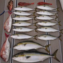 SeaRide(シーライド) 釣果