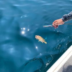 Monster Rush! 釣果