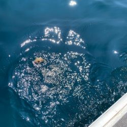 Monster Rush! 釣果