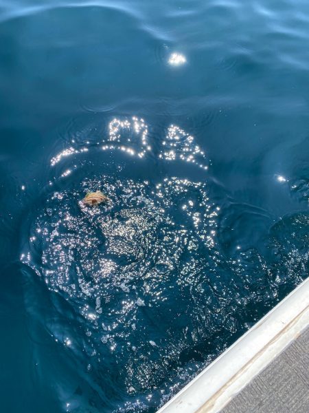 Monster Rush! 釣果