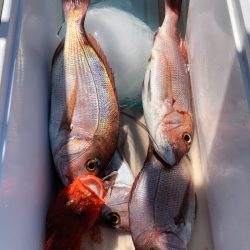 第二八坂丸 釣果