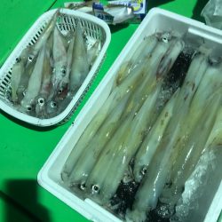 和丸(京都) 釣果