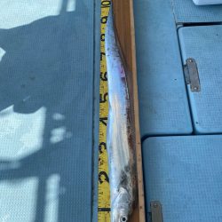 岡田釣船 八英丸 釣果