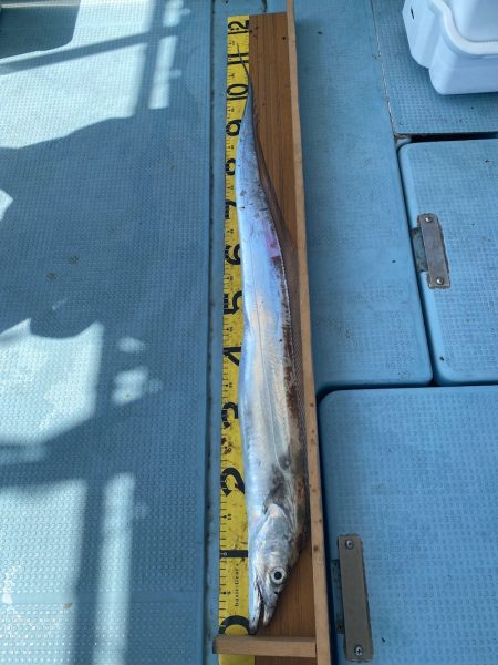 岡田釣船 八英丸 釣果