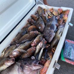 シーランチ 釣果