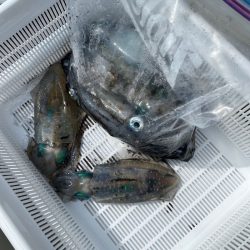 あみや渡船 JIGBOY 釣果